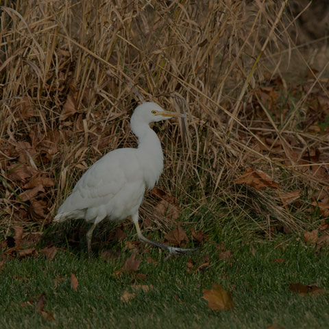 Cattle Egret