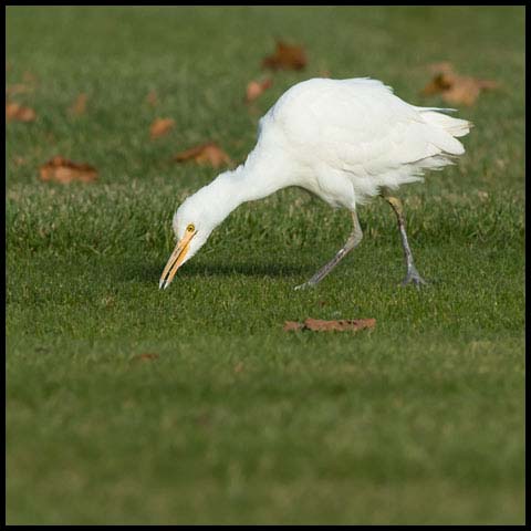 Cattle Egret