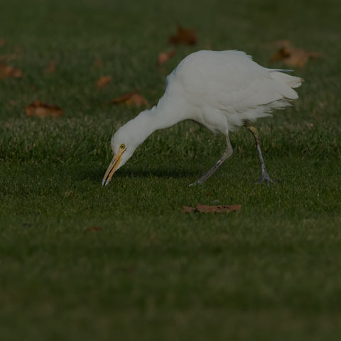 Cattle Egret