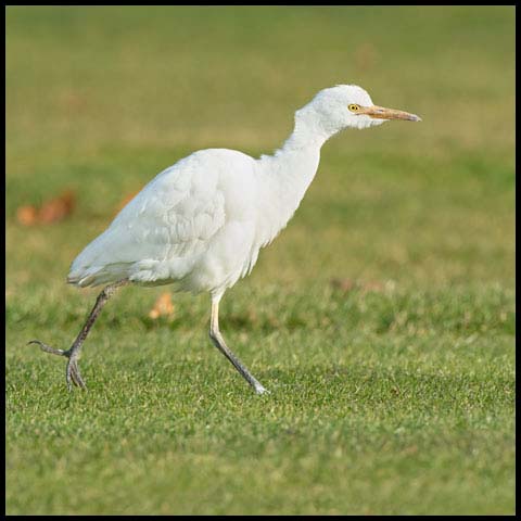 Cattle Egret