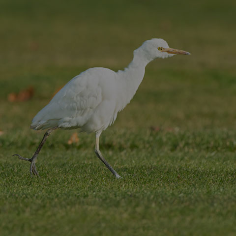 Cattle Egret