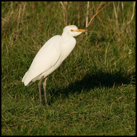 Cattle Egret