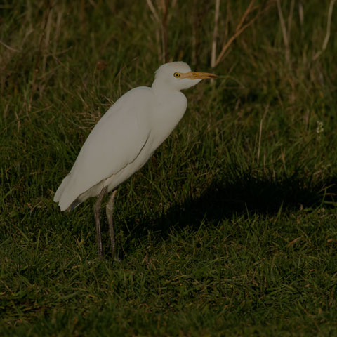 Cattle Egret