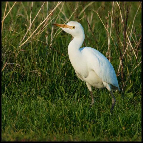 Cattle Egret