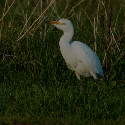 Cattle Egret