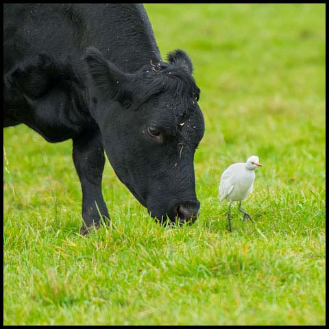 Cattle Egret