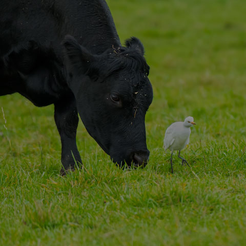 Cattle Egret