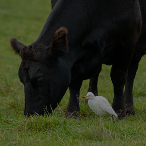 Cattle Egret