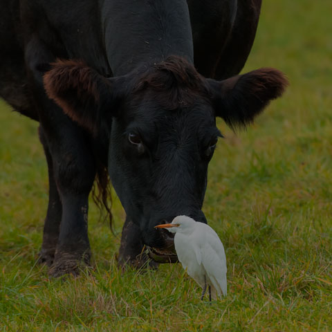 Cattle Egret