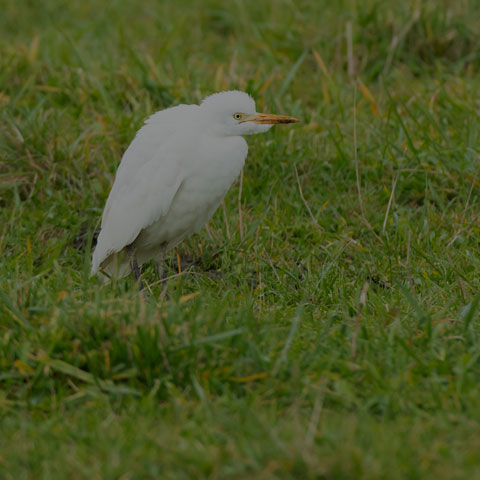 Cattle Egret