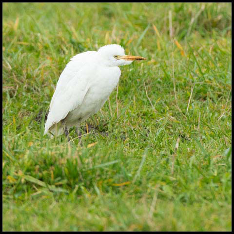 Cattle Egret