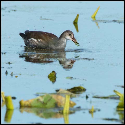 Common Gallinule