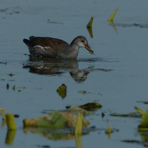 Common Gallinule