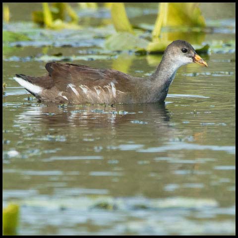 Common Gallinule