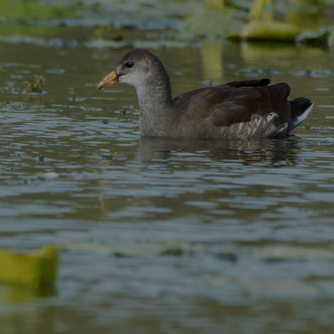 Common Gallinule