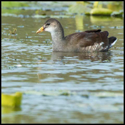 Common Gallinule