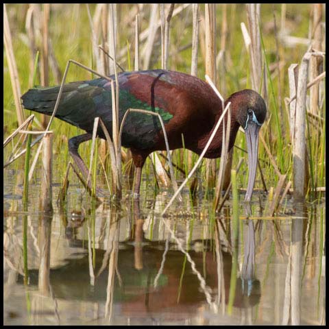 Glossy Ibis