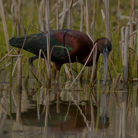 Glossy Ibis