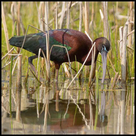 Glossy Ibis