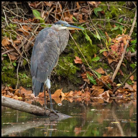 Great Blue Heron