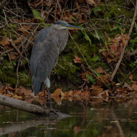 Great Blue Heron