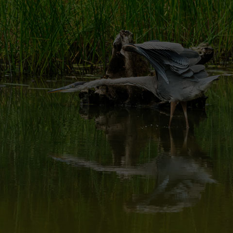 Great Blue Heron