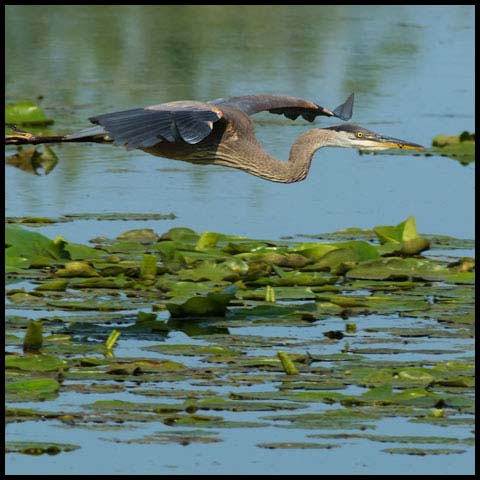 Great Blue Heron