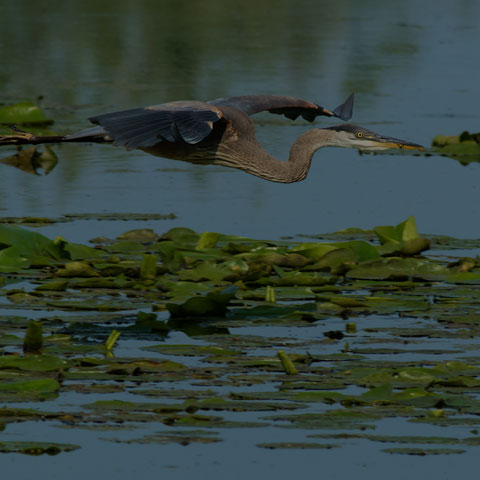 Great Blue Heron
