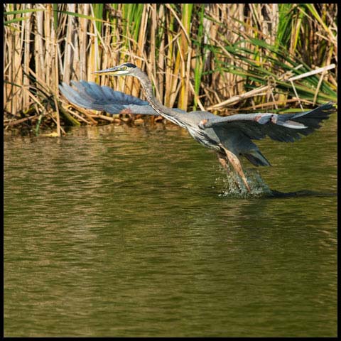 Great Blue Heron
