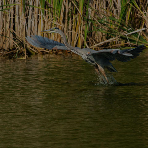 Great Blue Heron