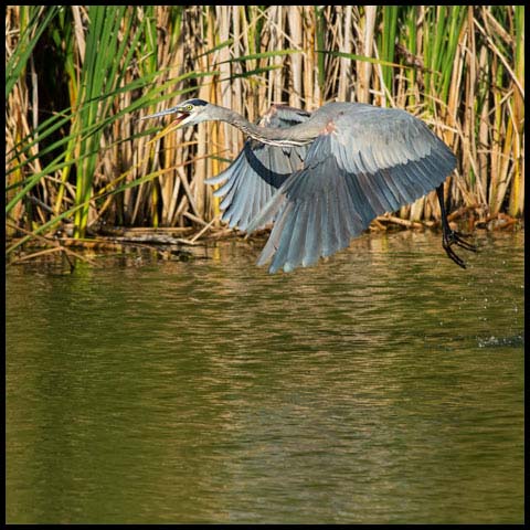 Great Blue Heron