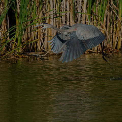 Great Blue Heron
