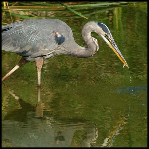 Great Blue Heron