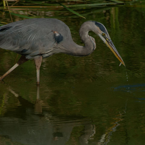 Great Blue Heron