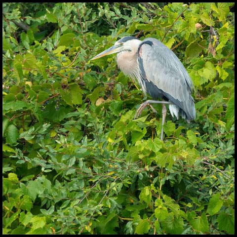 Great Blue Heron