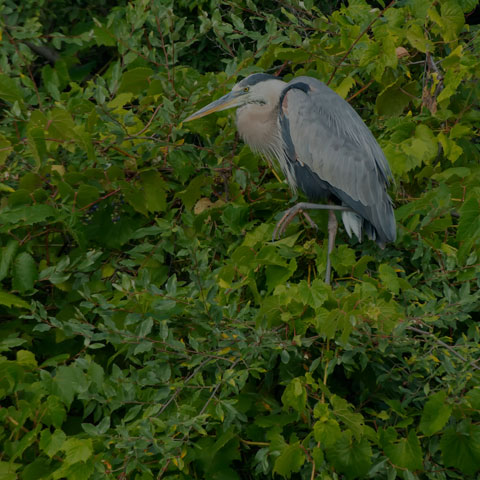 Great Blue Heron