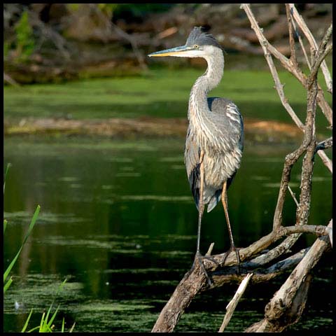 Great Blue Heron