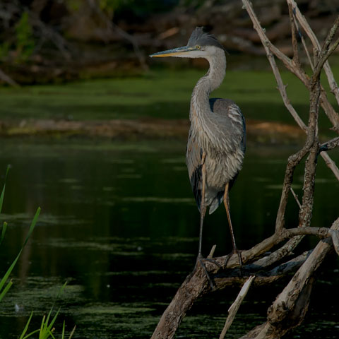 Great Blue Heron