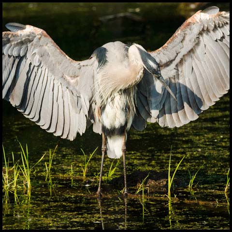 Great Blue Heron