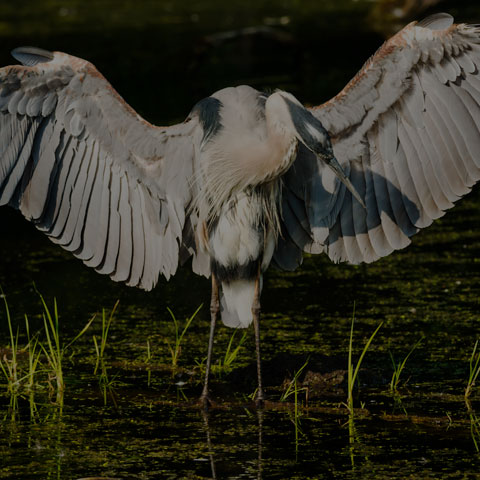 Great Blue Heron