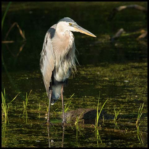 Great Blue Heron