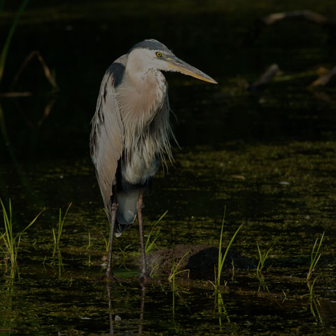 Great Blue Heron