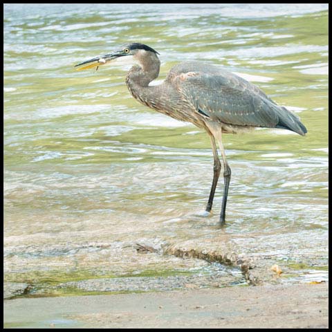 Great Blue Heron