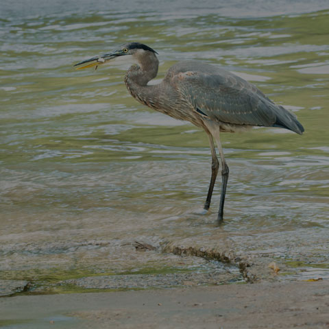 Great Blue Heron