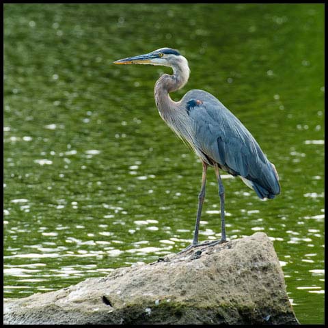 Great Blue Heron