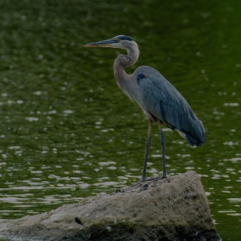 Great Blue Heron