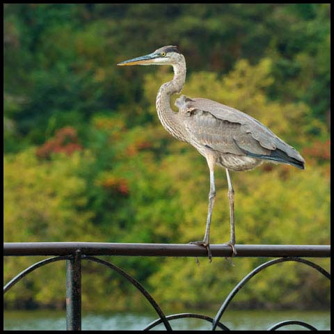 Great Blue Heron