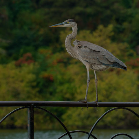 Great Blue Heron