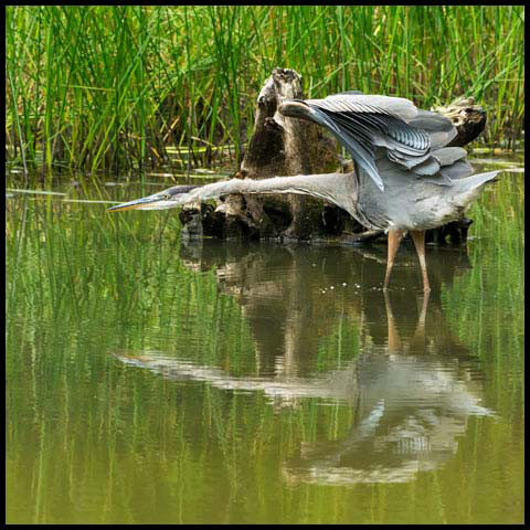 Great Blue Heron