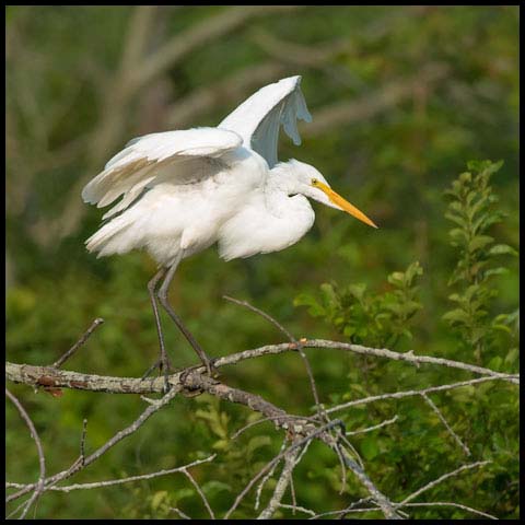 Great Egret